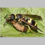 Ancistrocerus nigricornis - Lehmwespe 03 mit Schmetterlingslarve.jpg